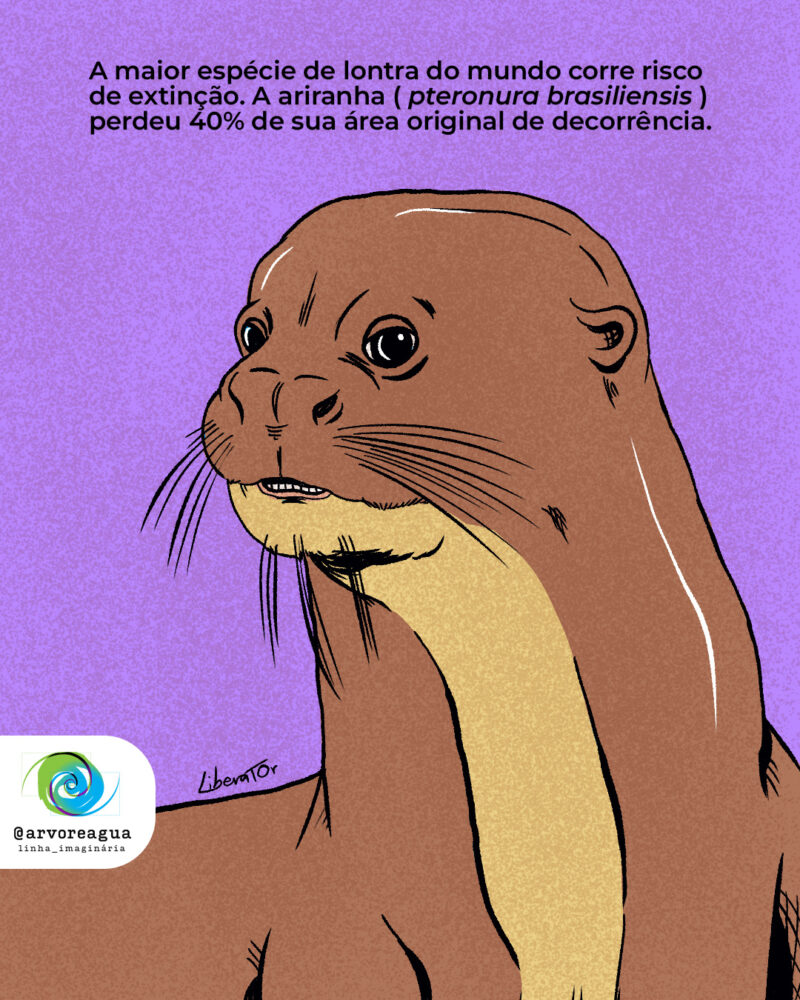 A maior espécie de lontra do mundo corre risco de extinção. A ariranha (pteronura brasiliensis) perdeu 40% de sua área original de decorrência.