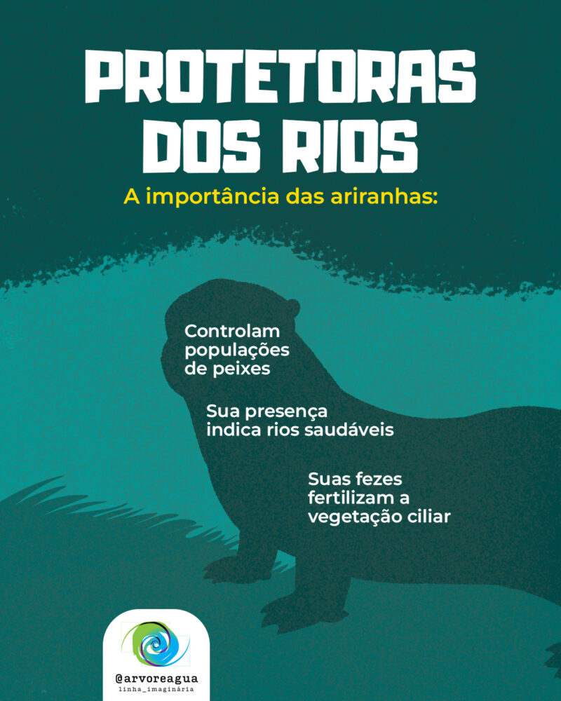 Importância da ariranha – Controlam populações de peixes – Sua presença indica rios saudáveis – Suas fezes fertilizam a vegetação ciliar – Seu hábito de cavar tocas ajuda a espalhar nutrientes pelo solo